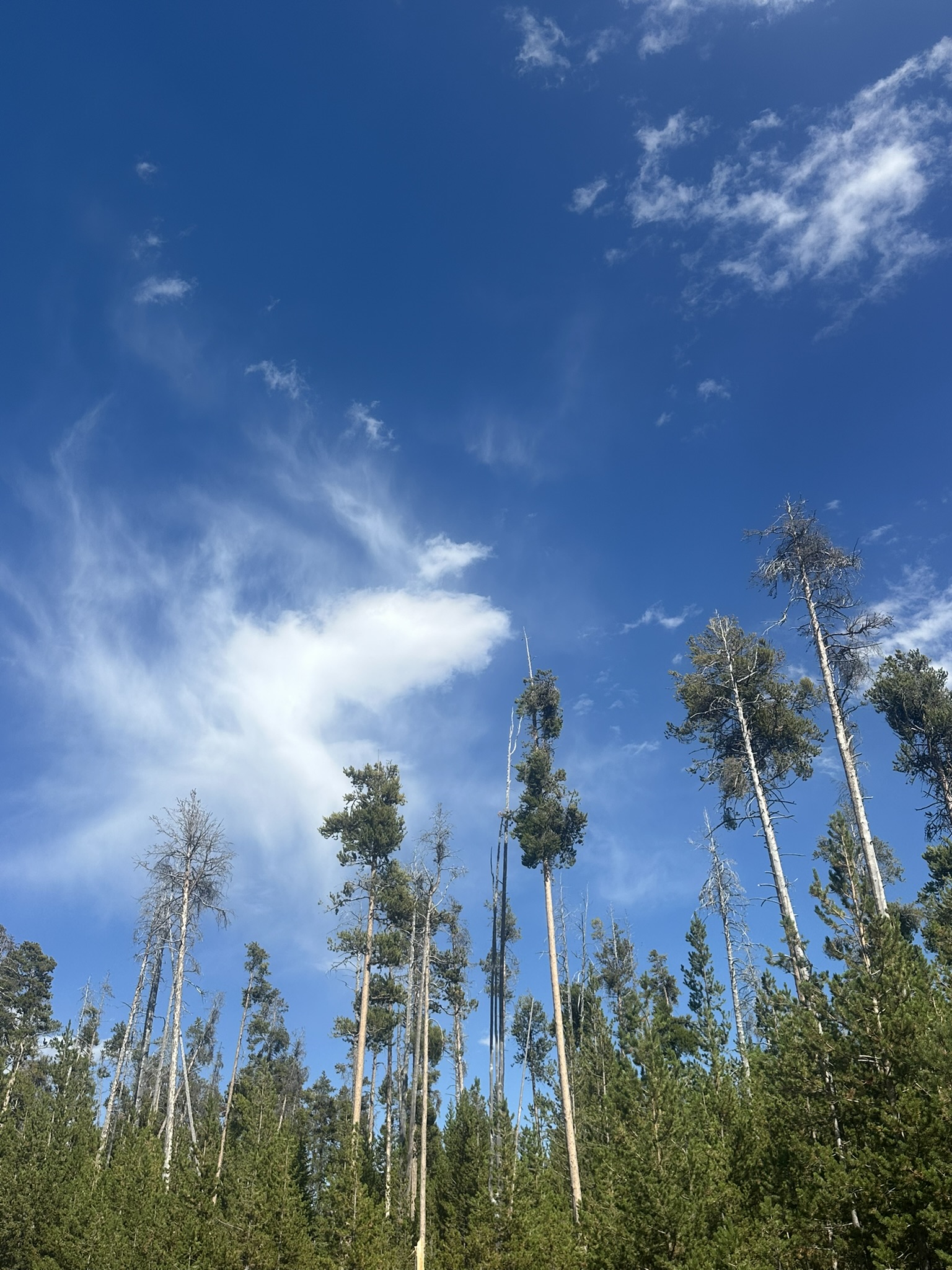 Yellowstone And Grand Teton National Parks - Image 1466